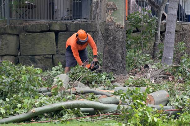 Residential Tree Removal in Roberta, GA